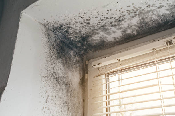 Affordable Mold Cleanup solutions in Lincoln Park, MI
